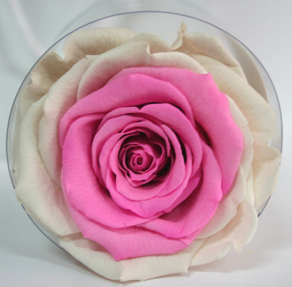 Rose éternelle Blanche et Rose /box/cadeau