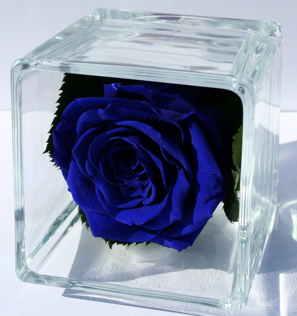 Rose éternelle bleu outremer / CUBE