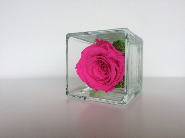 Rose éternelle Rose fluo / CUBE