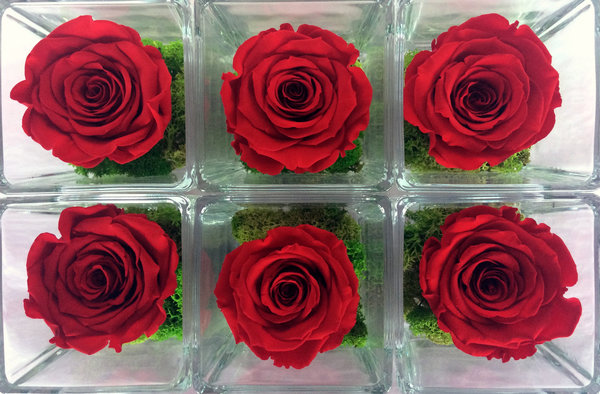Roses éternelles Rouges x 6 / CUBES