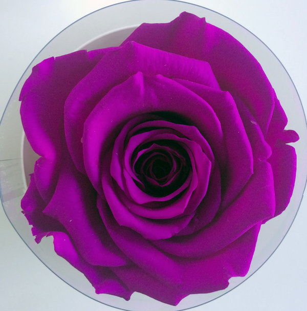 Rose éternelle Prune / Box cadeau