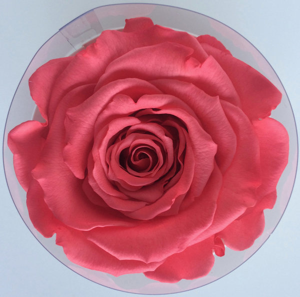 Rose éternelle Bois de rose / Box cadeau