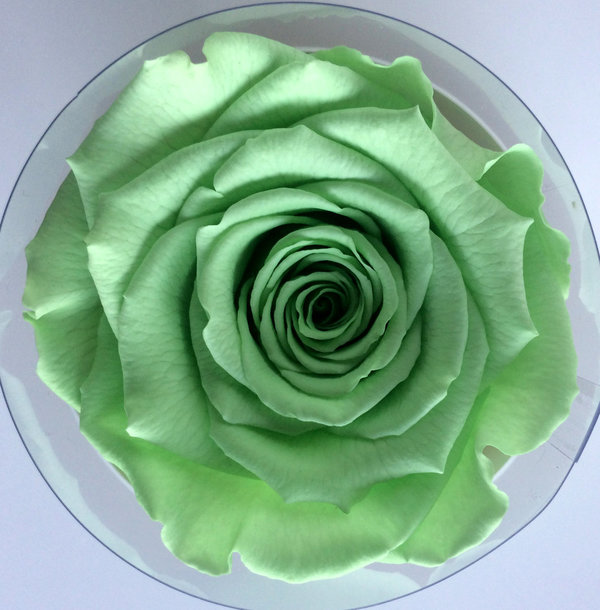 Rose éternelle Vert amande / Box cadeau