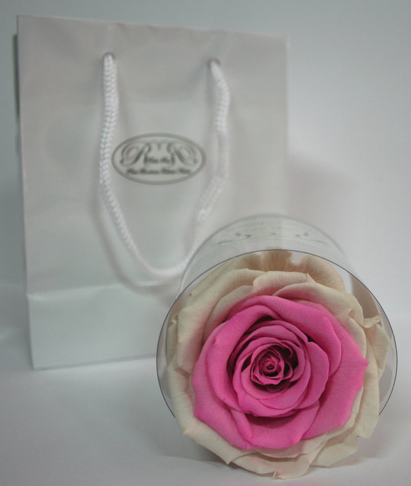 Rose éternelle Blanche et rose / Box cadeau