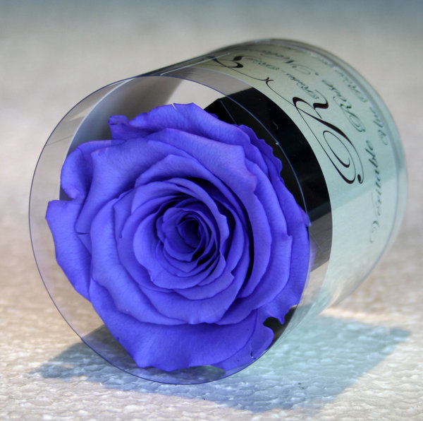 Rose éternelle violette / Box cadeau