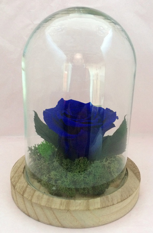 Rose éternelle Bleu outremer sous cloche / globe