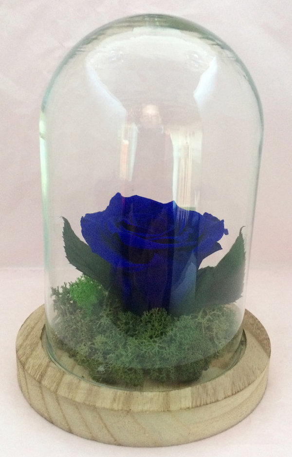 Rose éternelle Bleu outremer sous cloche / globe