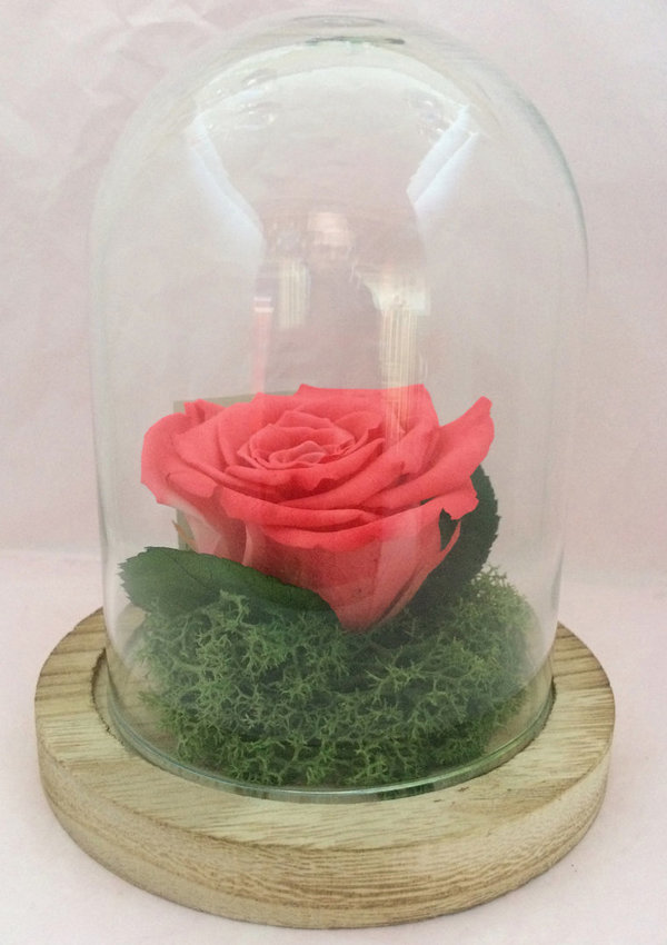 Rose éternelle Bois de rose sous cloche/globe