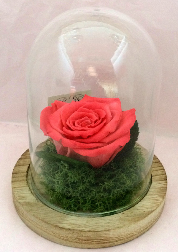 Rose éternelle Bois de rose sous cloche/globe