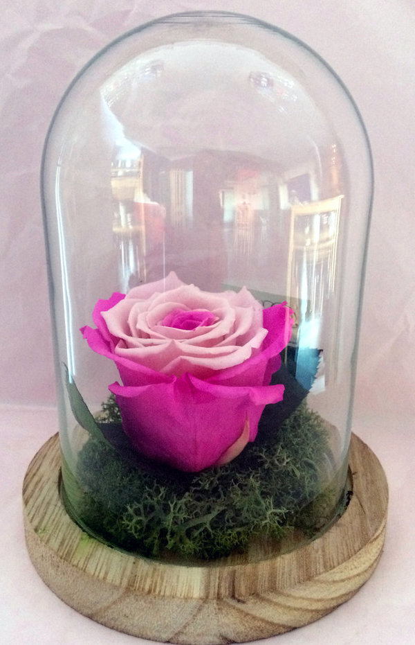 Rose éternelle Rose pâle - Rose fuchsia sous cloche/globe