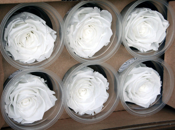 Roses éternelles blanches, coffret de six boutons