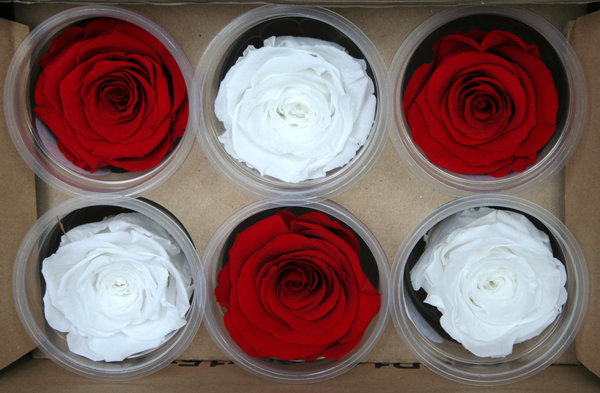 Roses éternelles Blanches et Rouges / Coffret de trois boutons blancs et trois boutons rouges