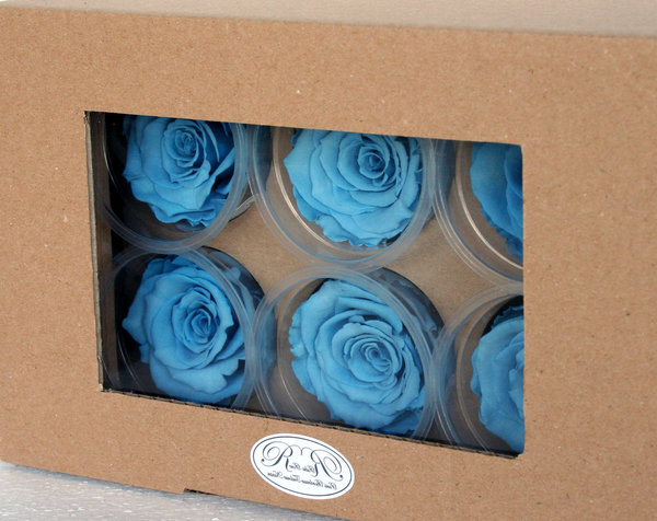 Roses éternelles Bleues /coffret de six boutons